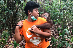 Ακτιβιστής μεταφέρει νεαρό ουρακοτάγκο σε κέντρο διάσωσης.