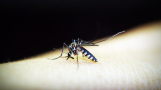 Κουνούπια: Πώς τα... ενοχλητικά έντομα άλλαξαν τον κόσμο μας
