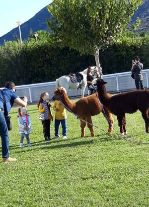 Τα παιδιά παίζουν με τα alpaca στο Markopoulo Park