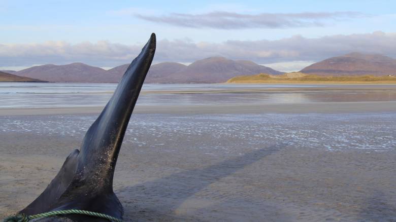 Σκωτία: Φάλαινα βρέθηκε νεκρή με μία «μπάλα» απορριμμάτων 100 κιλών στο στομάχι της