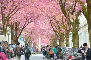 Heerstrasse, Βόννη. Οι κερασιές της Heerstraase ήλθαν από την Ιαπωνία και φυτεύθηκαν τη δεκαετία του 1980.