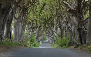 The Dark Hedges, Bregagh Road, County Antrim, Βόρεια Ιρλανδία. Το τοπίο πρωταγωνίστησε και στο "Game of Thrones" και κάπως έτσι έγινε ένας από τους πιο γνωστους δρόμους του κόσμου.