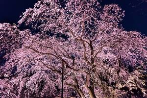 The Philosopher's Walk, Κιότο. Οι κερασιές που βρίσκονται παντού, κάνουν το "μονοπάτι του φιλοσόφου" έναν από τους ομορφότερους δρόμους του κόσμου.