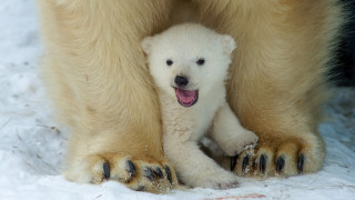 Ρωσία: Δεκάδες πολικές αρκούδες «εγκλωβισμένες» λόγω κλιματικής αλλαγής