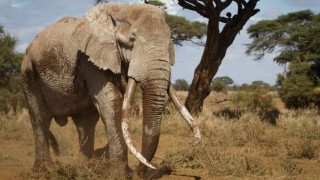 Πέθανε ένας από τους τελευταίους ελέφαντες με τεράστιους χαυλιόδοντες