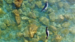Λένα και Νικόλ: Επέστρεψαν στη θάλασσα οι φώκιες που είχαν βρεθεί ορφανές