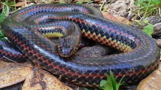 ΗΠΑ: Φίδι - «ουράνιο τόξο» εμφανίστηκε μετά από 50 χρόνια στη Φλόριντα