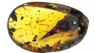 Εντυπωσιακή ανακάλυψη: Βρέθηκε απολίθωμα κρανίου μικροσκοπικού δεινοσαύρου σε κεχριμπάρι