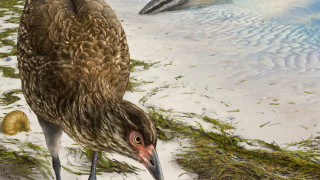 Ανακαλύφθηκε το αρχαιότερο απολίθωμα σύγχρονου πτηνού που έζησε πριν 67 εκατ. χρόνια