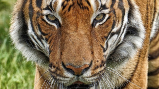 Κορωνοϊός: Η Νάντια, η πρώτη τίγρη που νοσεί από τον ιό