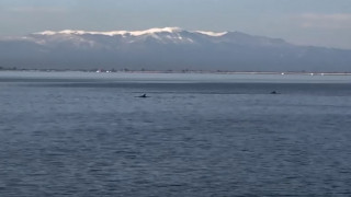 Θεσσαλονίκη: Δελφίνια εμφανίστηκαν στο Θερμαϊκό Κόλπο