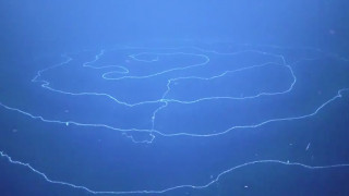 Ανακαλύφθηκε στα βάθη της θάλασσας το μακρύτερο ζώο της Γης!