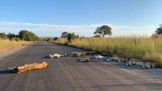 Κορωνοϊός: Τα λιοντάρια στη Νότια Αφρική χαίρονται την «ελευθερία» τους από τον άνθρωπο