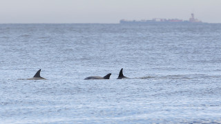 Εικόνες γαλήνης στο Βόσπορο: Δελφίνια κολυμπούν στα ήσυχα νερά