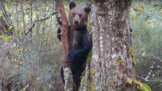 Ισπανία: Καφέ αρκούδα εμφανίστηκε για πρώτη φορά έπειτα από 150 χρόνια στο εθνικό πάρκο της Γαλικίας