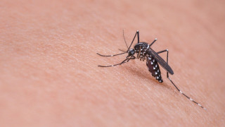 Κορωνοϊός και κουνούπια: Τι είπε ο Σωτήρης Τσιόδρας