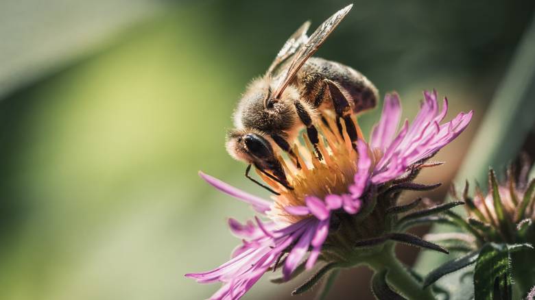 Παγκόσμια Ημέρα Μέλισσας: Όλοι εξαρτώμαστε από την επιβίωσή της