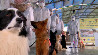 Κορωνοϊός: Εκπαιδεύουν σκύλους που θα εντοπίζουν τον ιό