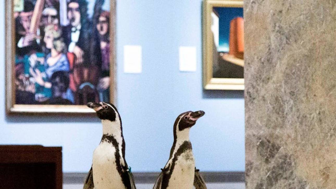 Πιγκουίνοι επισκέπτονται ένα κλειστό μουσείο και χαζεύουν τους πίνακες (pics&vid)