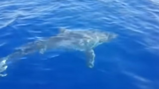 Βίντεο που «κόβει» την ανάσα: Λευκός καρχαρίας πλησίασε σκάφος ανοιχτά της Λαμπεντούζα