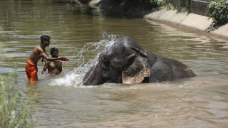 Ινδία: Κατακραυγή για την έγκυο ελεφαντίνα που την τάισαν... κροτίδα