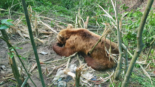 Ο «Αρκτούρος» απελευθέρωσε αρκούδα που είχε πιαστεί σε παράνομη παγίδα