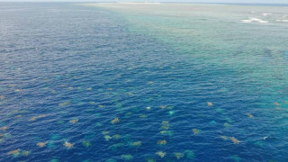 Εντυπωσιακές εικόνες από χιλιάδες πράσινες χελώνες στον Μεγάλο Κοραλλιογενή Ύφαλο