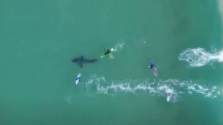 Βίντεο από αέρος δείχνει την ανατριχιαστική «συνάντηση» σέρφερ με λευκό καρχαρία