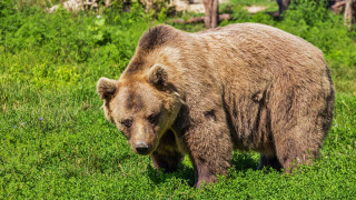 Ιταλία: Θανατική ποινή σε... αρκούδα που επιτέθηκε σε πεζοπόρους