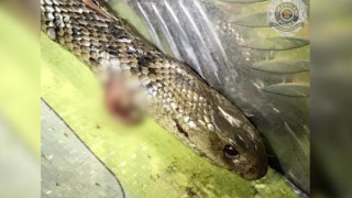 Αυστραλία: Απίστευτη «αναμέτρηση» ενός 27χρονου οδηγού με το πιο επικίνδυνο φίδι του κόσμου