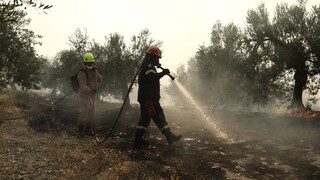 Υπό μερικό έλεγχο η πυρκαγιά στο Ναύπλιο