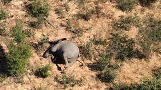 Πού οφείλονται τελικά οι πολλαπλοί μυστηριώδεις θάνατοι ελεφάντων στην Μποτσουάνα;