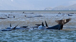 Δραματική επιχείρηση διάσωσης στην Αυστραλία: Δεκάδες φάλαινες έχουν παγιδευτεί