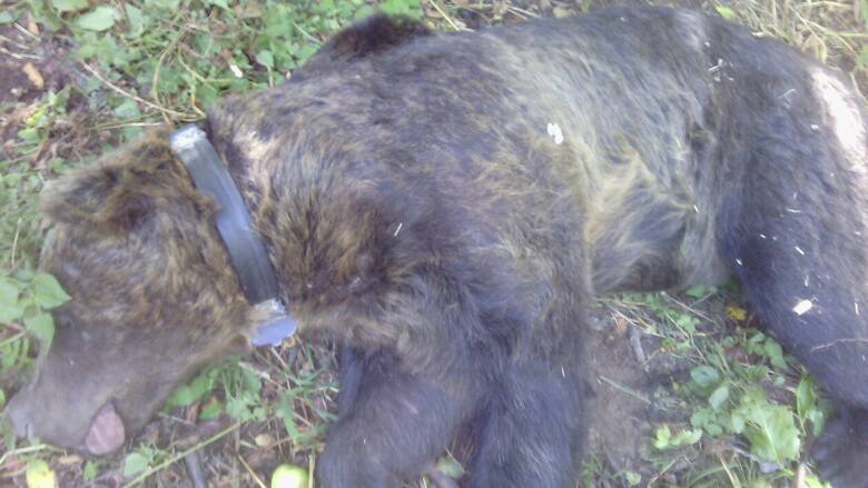Φλώρινα: Αρκούδα 250 κιλών παγιδεύτηκε σε παράνομη συρμάτινη θηλιά