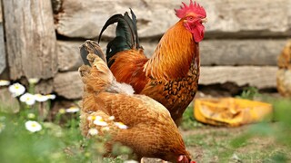 ΕΕ: Προειδοποίηση για ξέσπασμα της γρίπης των πτηνών