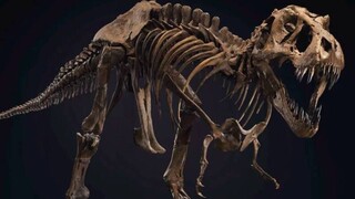 Σκελετός Τυραννόσαυρου πουλήθηκε σε δημοπρασία για 31,8 εκατομμύρια δολάρια (vid)