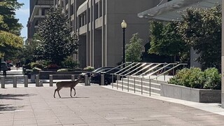 Ελάφι κόβει βόλτες έξω από το ΔΝΤ - Πόλη «φάντασμα» η Ουάσινγκτον