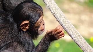 Επιλεκτικές φιλίες: Όταν οι χιμπατζήδες «διδάσκουν» τους ανθρώπους