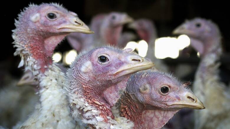 Γρίπη πτηνών: Μαζικές θανατώσεις πουλερικών μετά τον εντοπισμό εξαιρετικά παθογόνου στελέχους