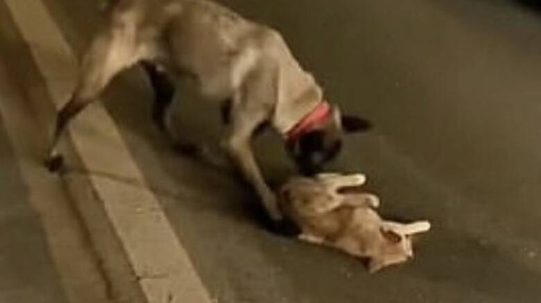 Κίνα: Σκύλος προσπαθεί να βοηθήσει μια γάτα που σκοτώθηκε από διερχόμενο όχημα