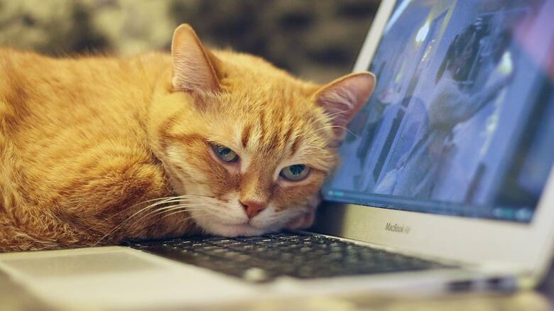 Ερευνητές εξηγούν γιατί οι γάτες αγαπούν τα πληκτρολόγια