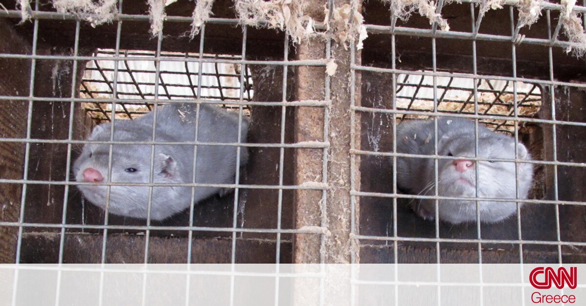 Εντοπίστηκε κορωνοϊός σε εκτροφείο βιζόν στη Γαλλία – Προς θανάτωση 1000 ζώα