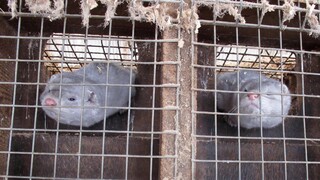 Εντοπίστηκε κορωνοϊός σε εκτροφείο βιζόν στη Γαλλία - Προς θανάτωση 1000 ζώα