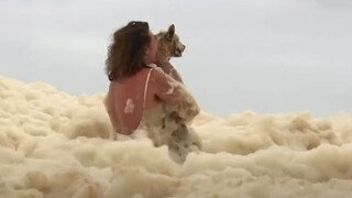 Αυστραλία: Η δραματική διάσωση ενός σκύλου από την αφρισμένη θάλασσα