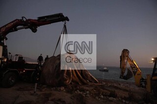 Πειραιάς: Πώς ξεβράστηκε η φάλαινα στη Φρεαττύδα