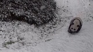Ουάσινγκτον: Κάμερα του Εθνικού Ζωολογικού Κήπου κατέγραψε δυο πάντα να παίζουν με το χιόνι