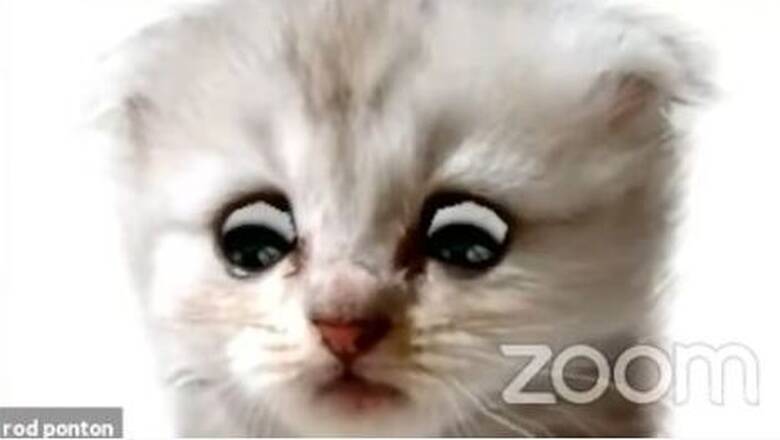 «Δεν είμαι γάτα»: Δικηγόρος ενεργοποιεί λάθος φίλτρο στο Zoom και «ρίχνει» το Διαδίκτυο