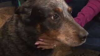 Καλιφόρνια: Νέο σπίτι για σκυλάκι που έμεινε δίπλα στο νεκρό ιδιοκτήτη του μέχρι να τους βρουν
