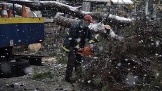 Κακοκαιρία «Μήδεια» - ΚΕΔΕ: Δεν είναι ευθύνη των δήμων το κόψιμο των δέντρων