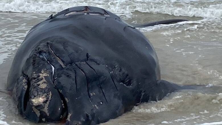 Νέα Ζηλανδία: Δεκάδες φάλαινες πιλότοι εξώκειλαν σε ακτή της χώρας